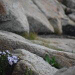 Granit springvand naturligt i dansk havekunst